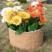 Цветник КАНЬОН купить в Кировске